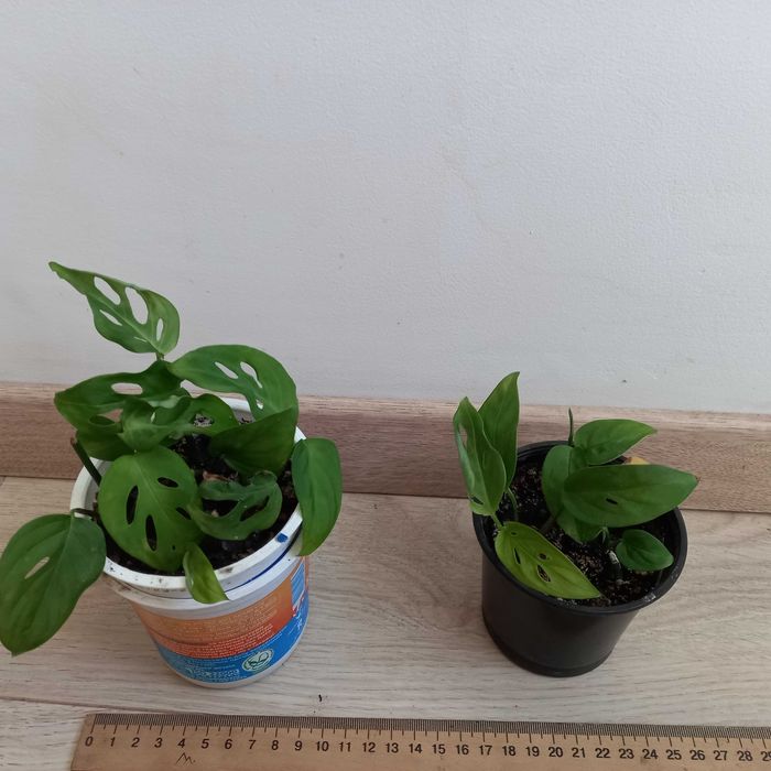 Monstera OBLIQUA , Адонсона - Монстера косая, карликовая