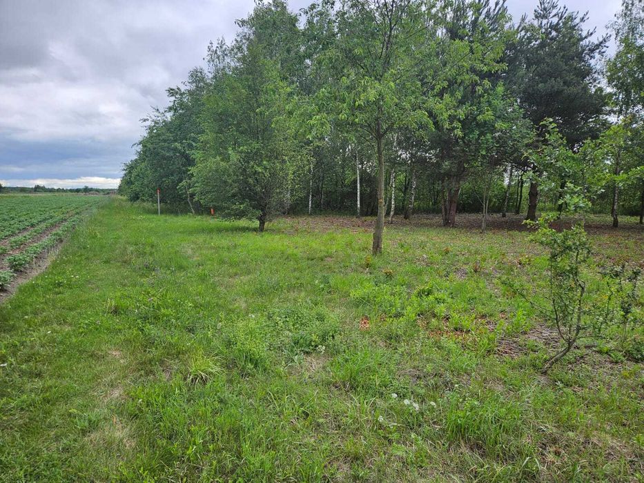 Gołków sprzedam dzialkę inwestycyjną - Widok 3