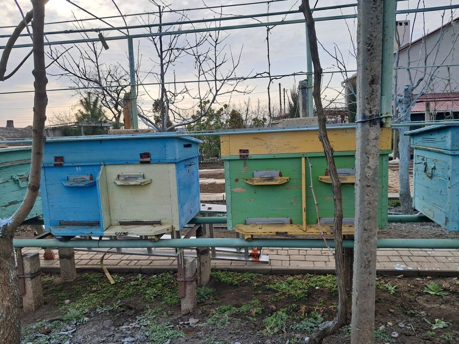 Распродажа пасеки