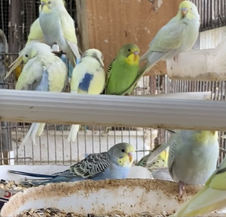 Piriquitos para venda 4 euros cada