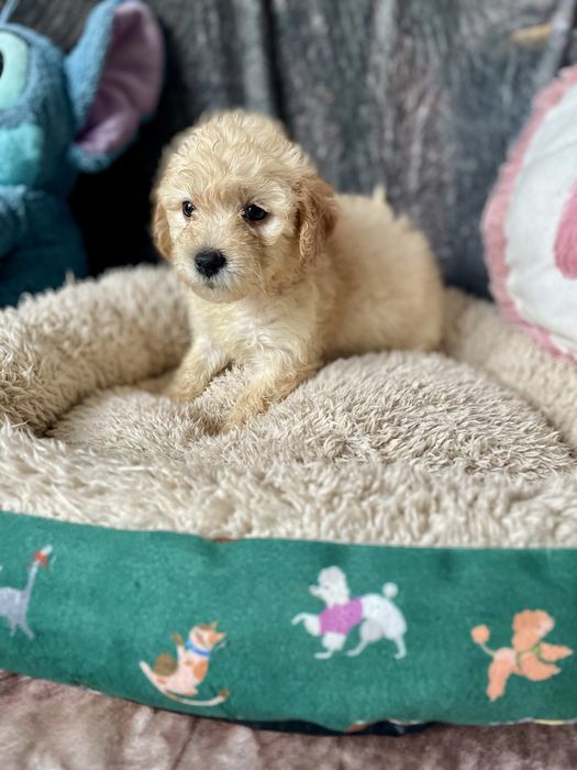 Maltipoo maltańczyk pudel sunia