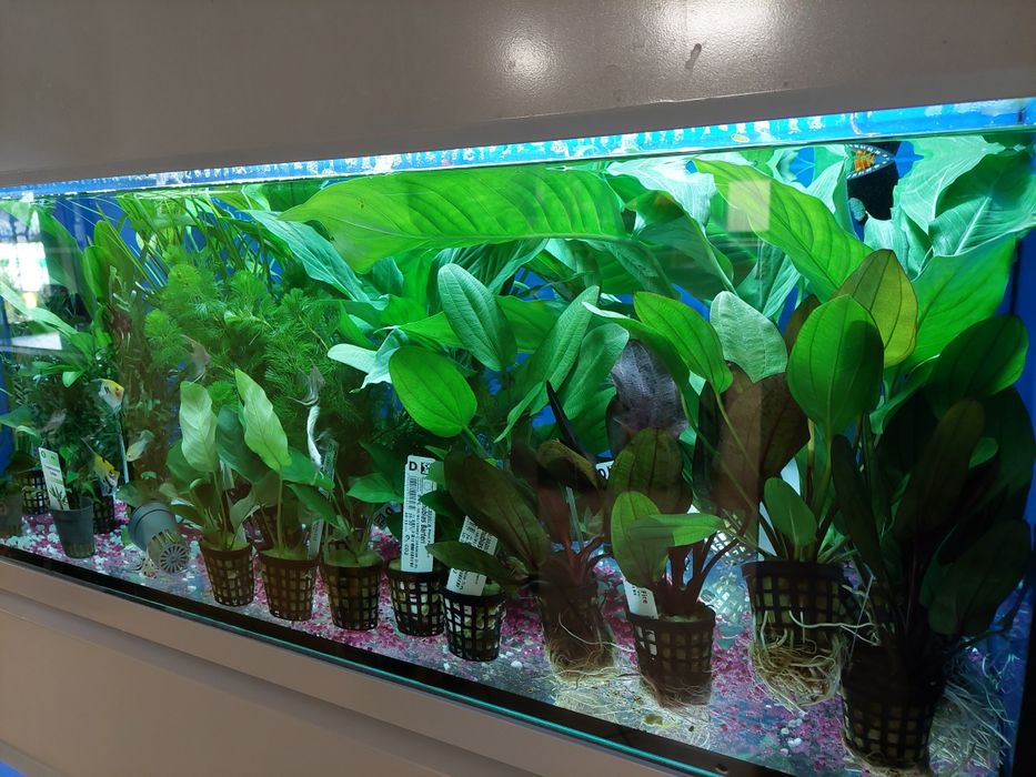 Rośliny akwariowe.