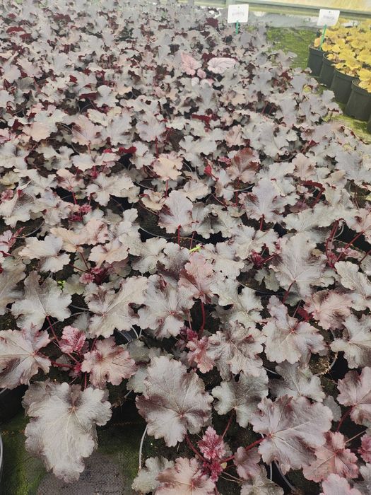 Żurawka ogrodowa, Heuchera mnóstwo kolorów