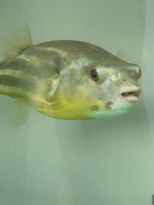 Продам тетрадона Фахака (Tetraodon fahaka), 20 см