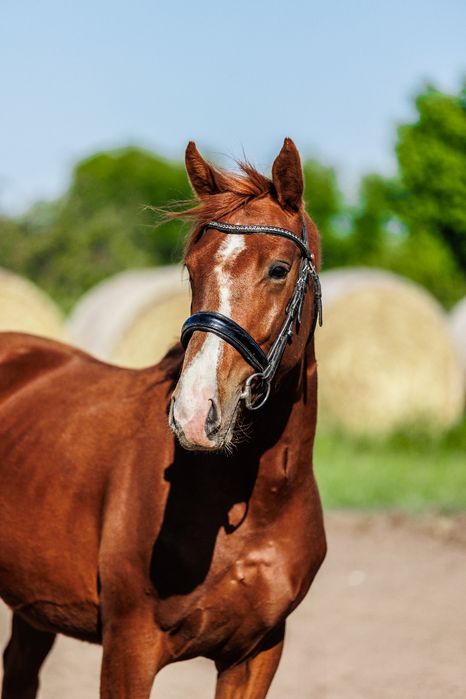 Wałach 2023 w rodowodzie Darco / Ramiro z