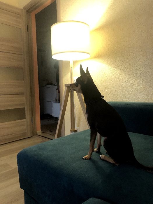 Злучка в'язка той терєра