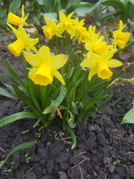 Нарциси сортові.