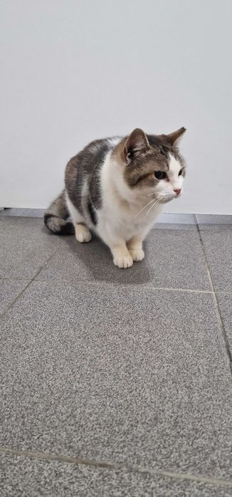 Gata para adoção (Morgana)