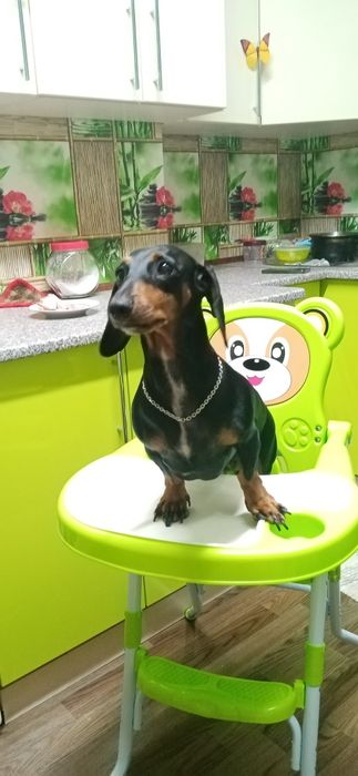 Три богатыря: щенки таксы от спортивной мамы!