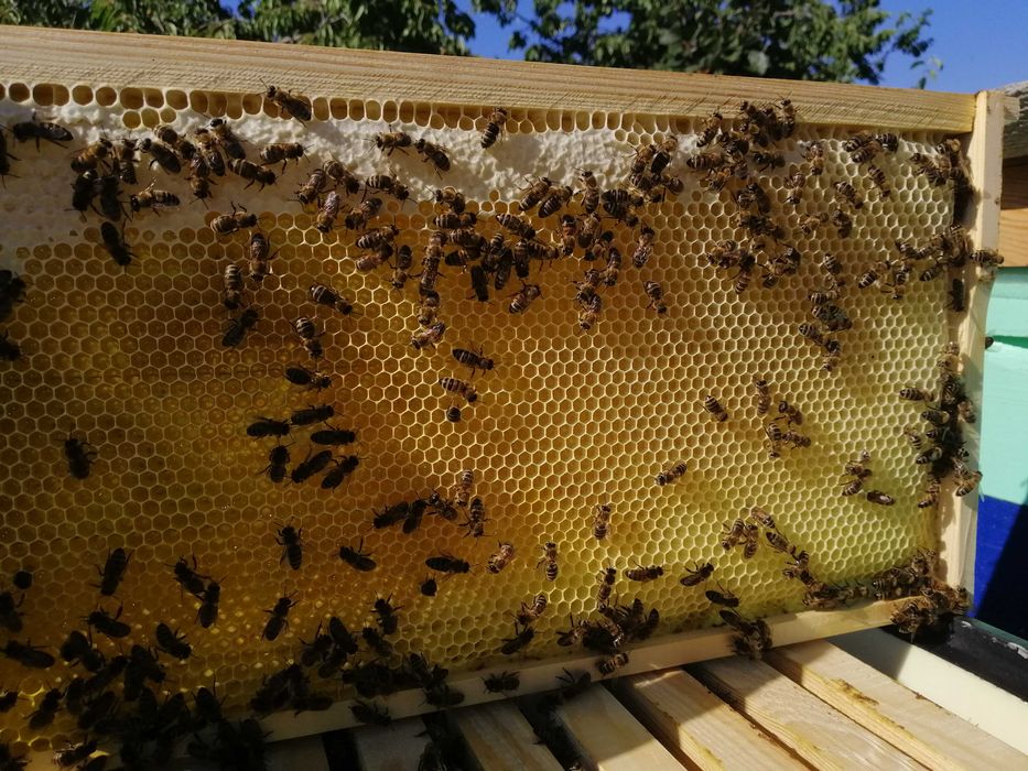 Мед соняшниковий