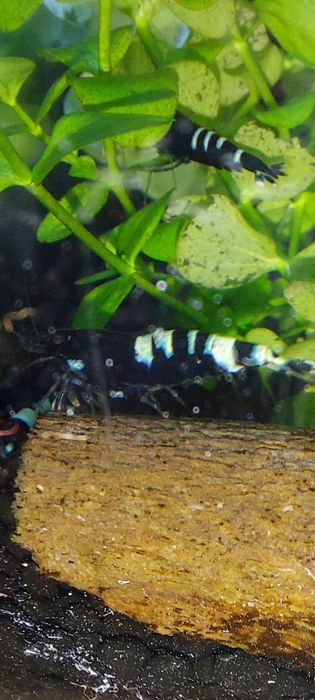 Krewetki caridina pinto zebra