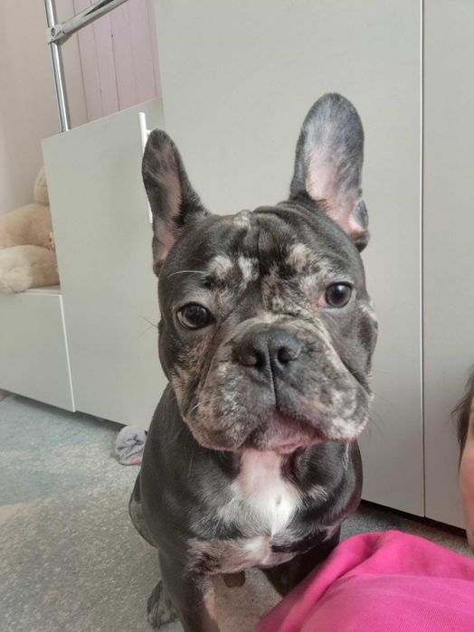 Французький бульдог шукає Принцесу для потомства. Случка.