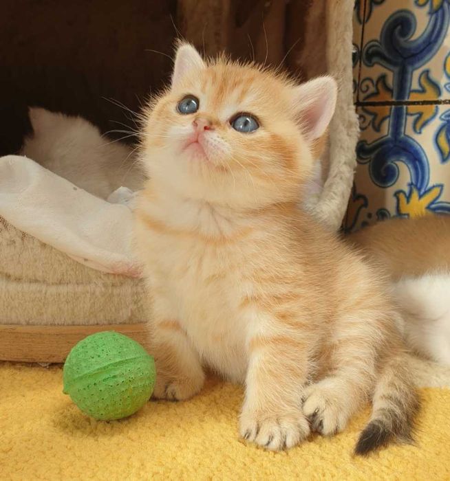 Gatinha British Shorthair
