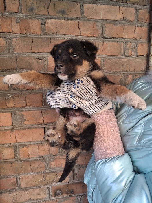 Віддаємо цуциків хлопчик і дівчатка