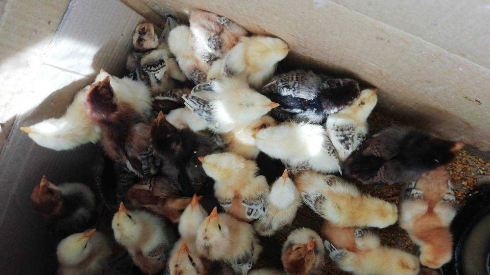 Лівенська ситцева порода курей, інкубаційне яйце, молодняк