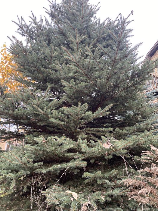 Ялинки живі (блакитні та зелені)