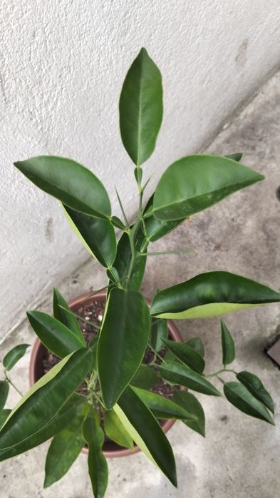 Laranjeira em vaso