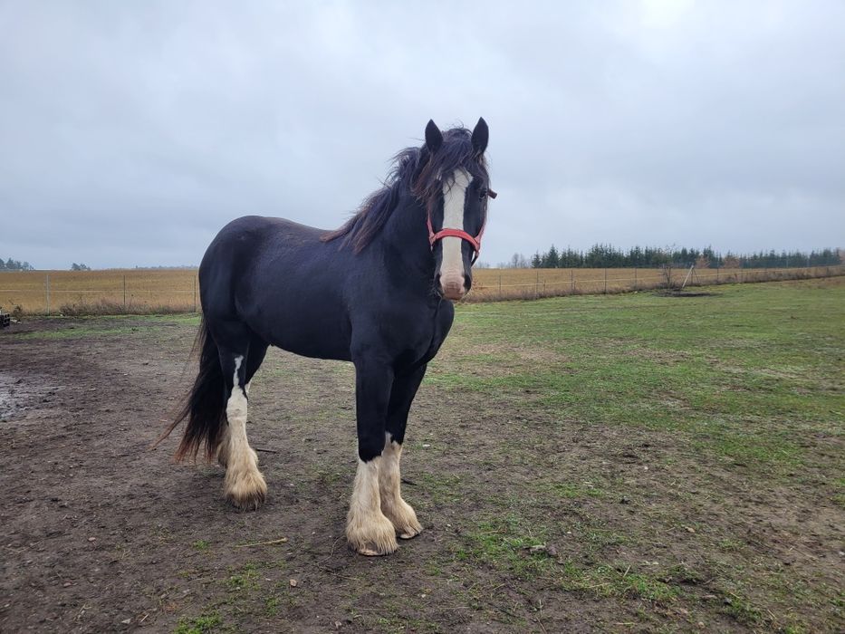 Przepięky ogier shire 190cm licencja shs