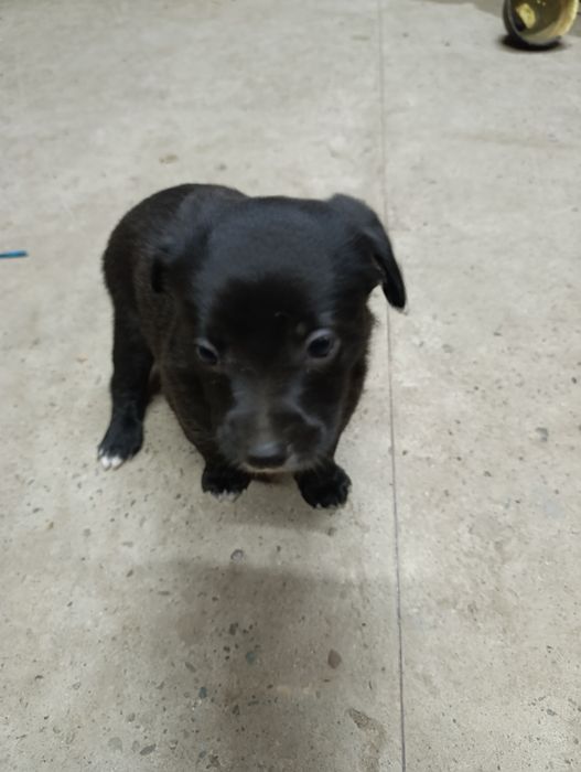 Безкоштовно в добрі руки.