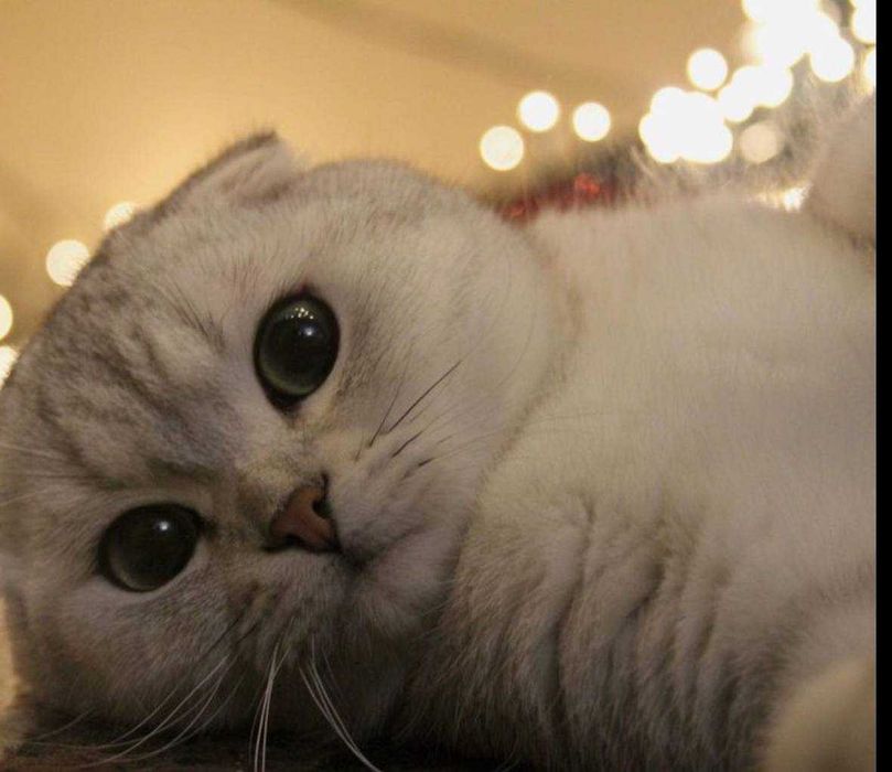 Висловухий шотландський кіт на в’язку. Окрас срібна шинишила.