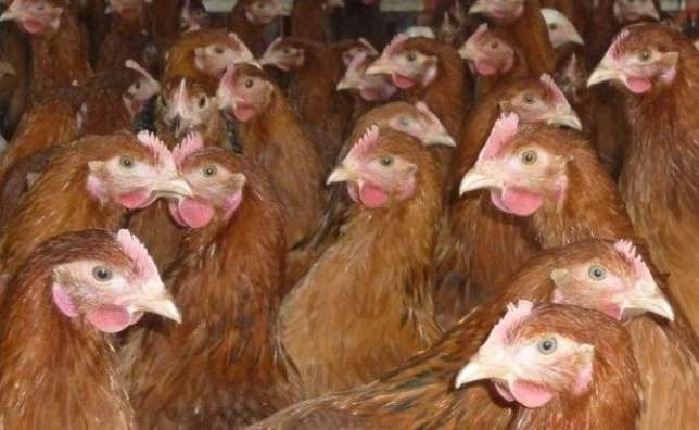 Kury nioski młode kury kurki ogólnoużytkowe dowóz