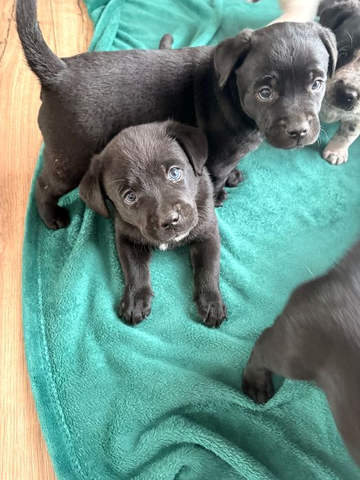 Rezerwacja wszystkich psiaków do weekendu- oddam cudowne szczeniaki