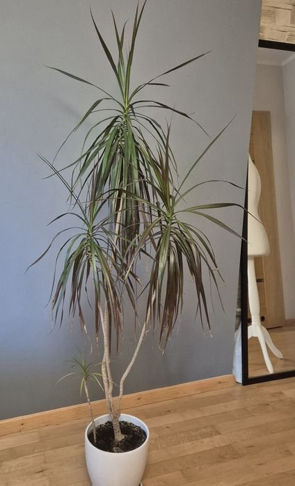 Dracena 140cm doniczka