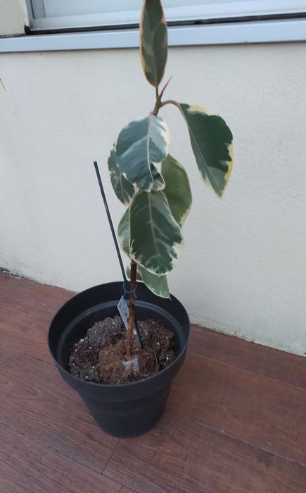 Vendo planta + vaso