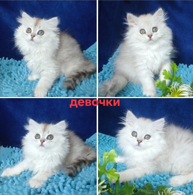 Девочки Серебристая шиншилла британская