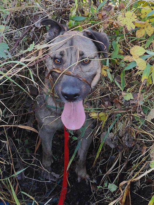 BREGO - piękny, młody, mądry pies