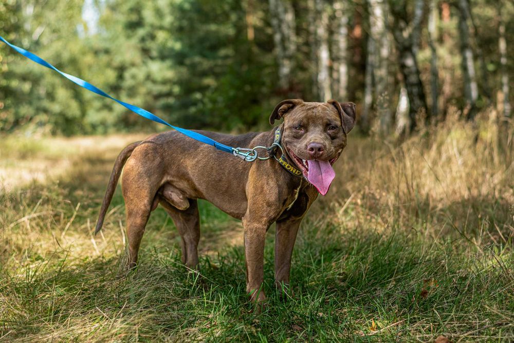 Adopcja- Lemon - Pitbull- Amstaffy Niczyje