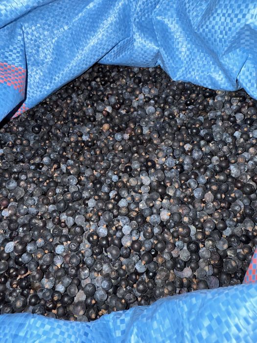 Ялівець карпатський (вищий сорт)