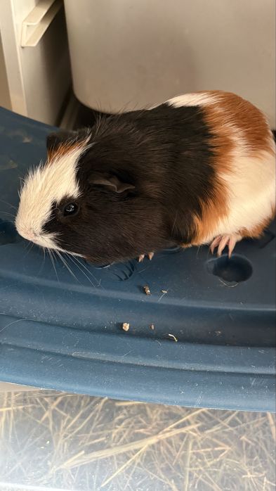 Swinka morska samczyk