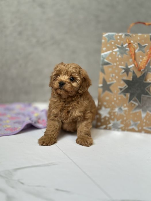 Собачки наче іграшкові мальтіпу. Мальтипу. Міні класні та милісобачка