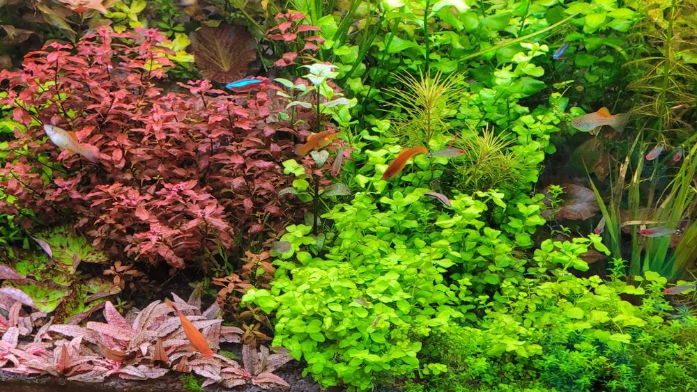 Sprzedam roślinki do akwarium wysyłka