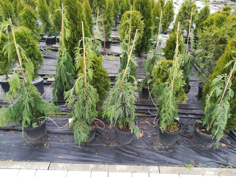 Tuja stożkowa szmaragd od 100 cm w doniczce do 300 cm drzew z gruntu