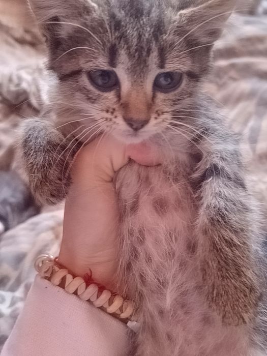 Отдам бесплатно котят кому нужно пишите привезём и отдадим