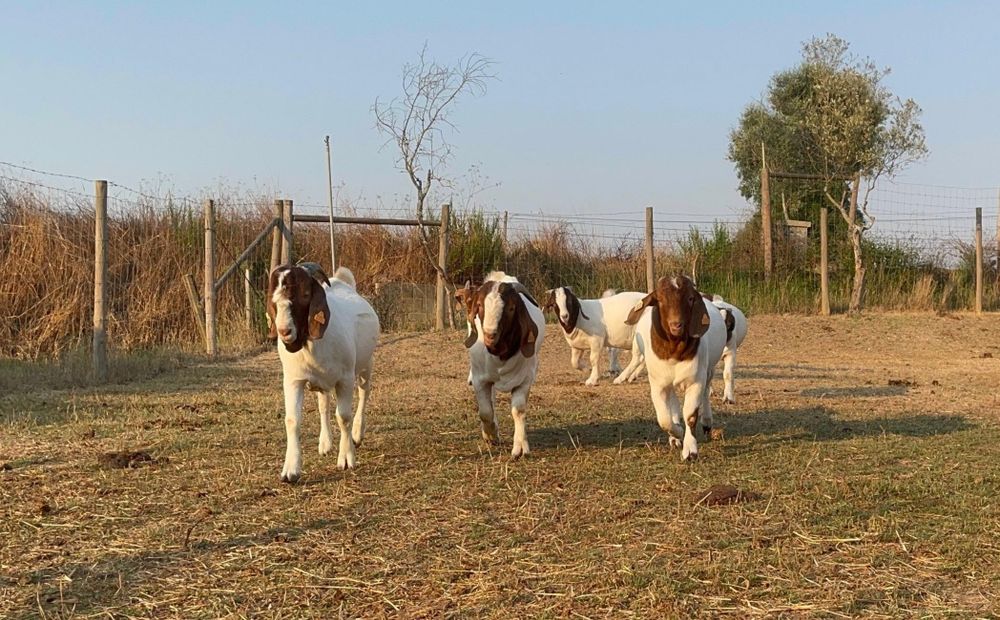 Reprodutores/as Boer