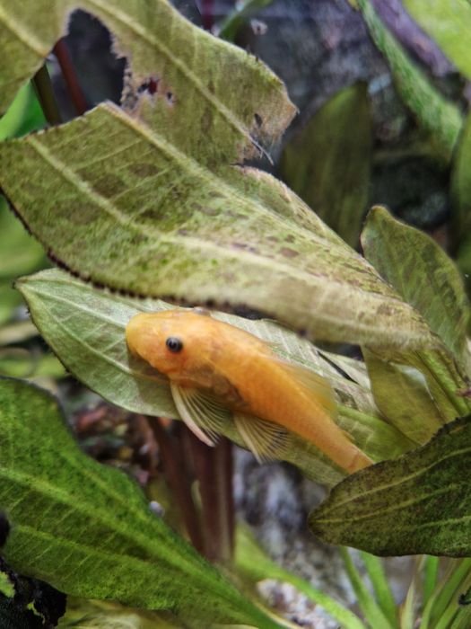 Ancistros cirrhosus