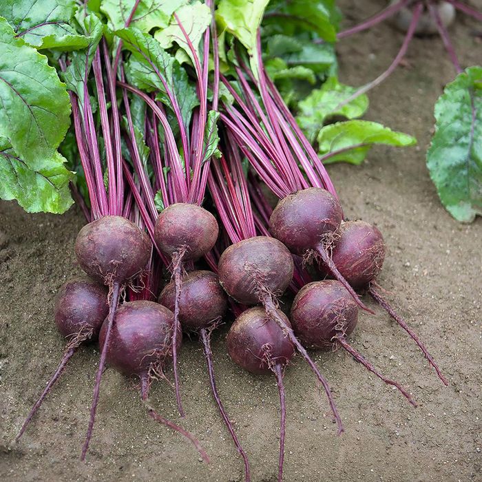 Насіння Буряка РОНДА F1 RONDA F1 Семена Свеклы