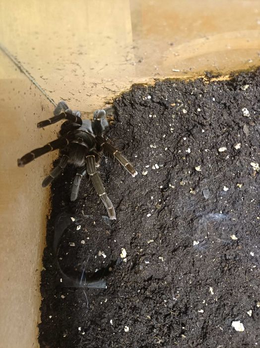 Hysterocrates gigas