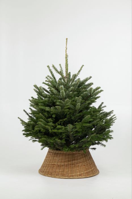 Ялинки Нордмана оптом | Преміум якість