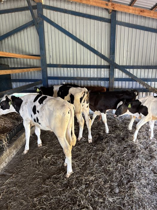 Sprzedam byki samodzielne