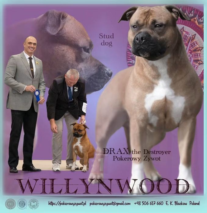 Amstaffy FCI Zkwp American Staffordshire Terrier Night Warrior
