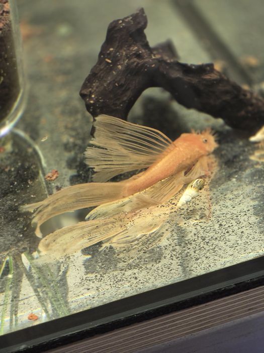 Zbrojniki Super Red