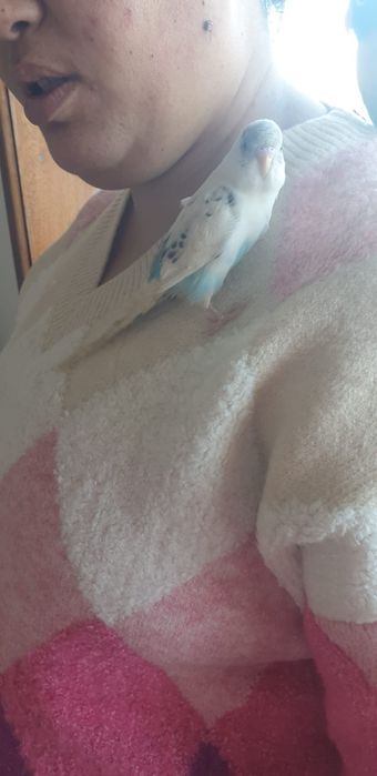 Piriquitos criados a mão