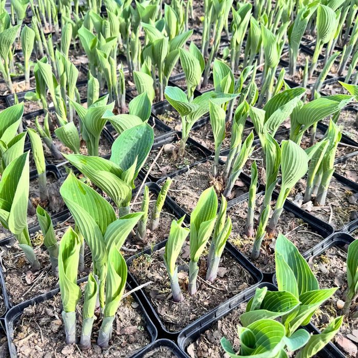 Funkia Hosta 'Halcyon' Doniczka 2.0L Duże Niebieskie liście