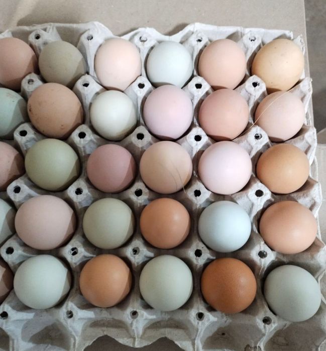 Інкубаційний мікс пасхальні яйця