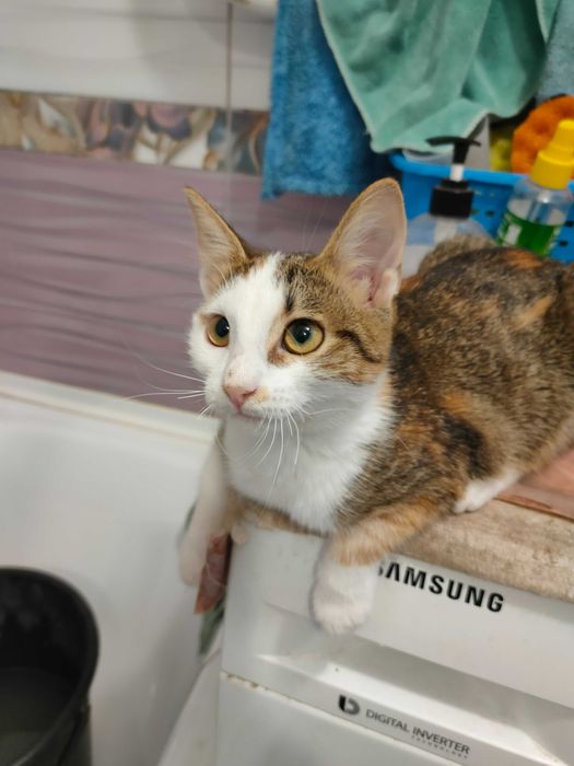 Ищет дом котенок-девочка Сима (Симона), возраст около 4,5 месяцев.