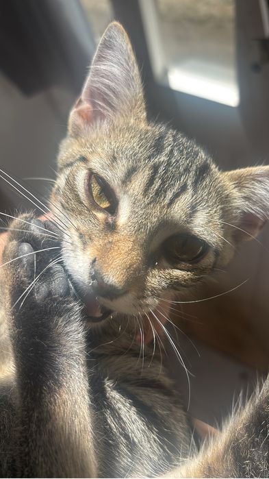 Doou gatinho bebé